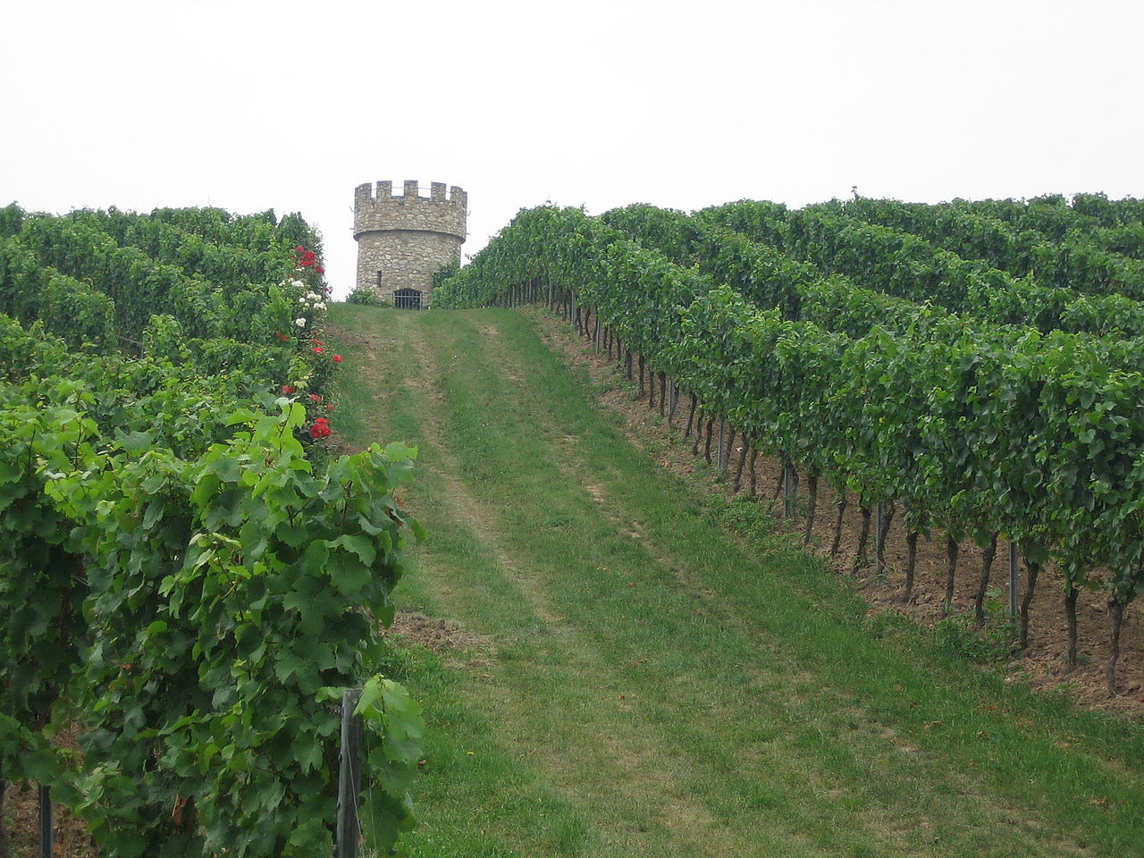 Rheinhessen región vinícola